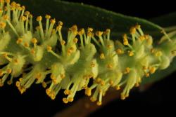 Salix lasiandra subsp. lasiandra. Male flowers and bracts. Image: D. Glenny © Landcare Research 2020 CC BY 4.0